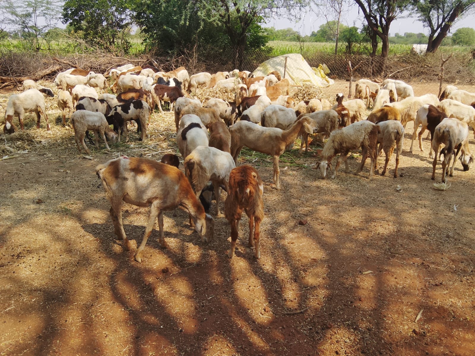 Sheep flock over the field, Dubbarlapalli, Timbaktu Collective